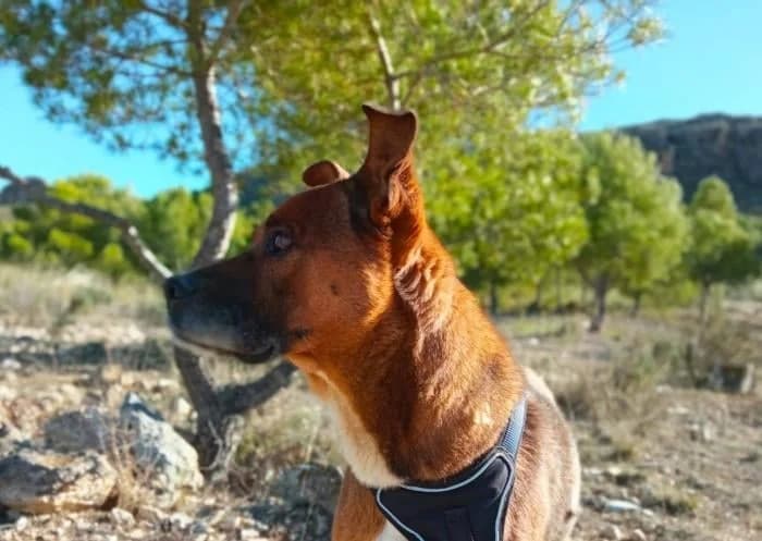 TOBY, male senior Mixed Breed for adoption at Dogs and Friends e.V., Hanau