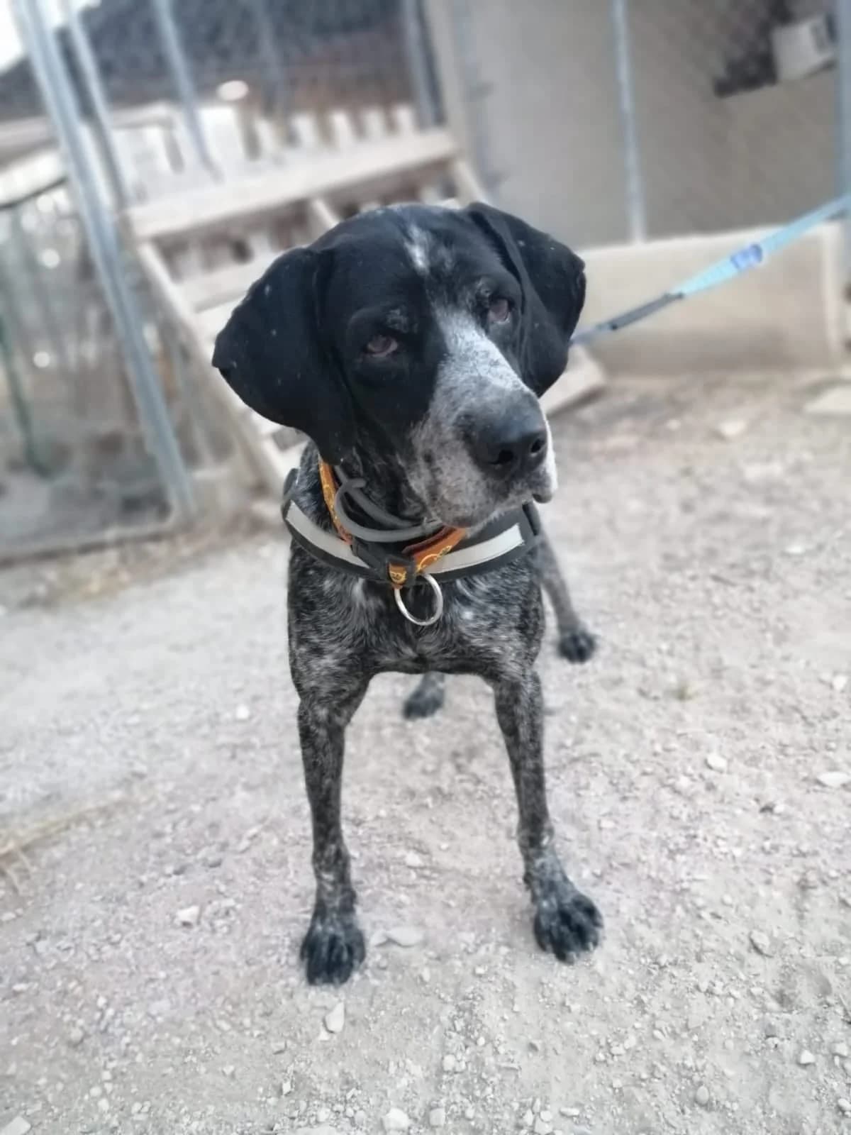 BEN, male senior mixed breed for adoption at Dogs and Friends e.V., Hanau