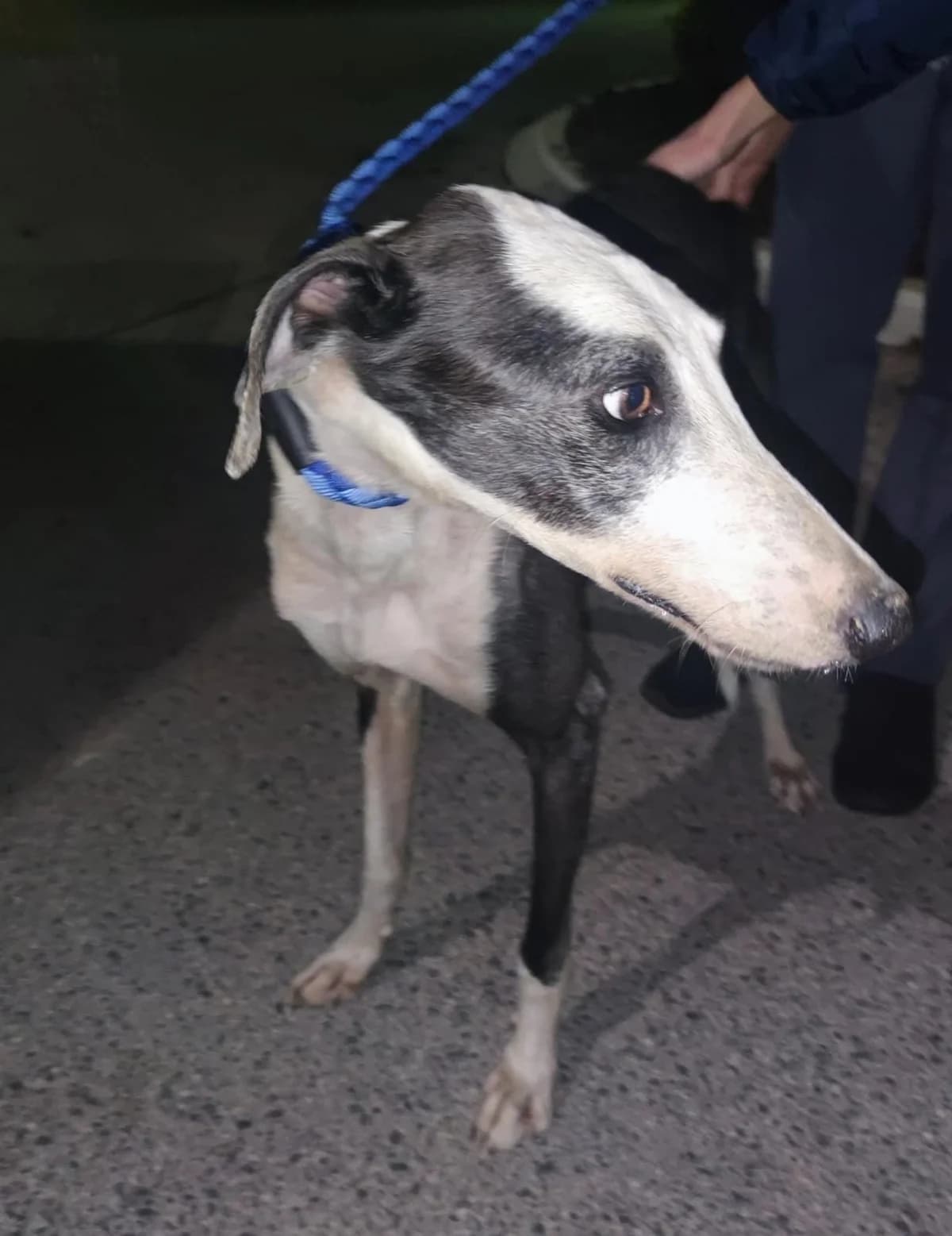 URKO, male Galgo Español for adoption at Dogs and Friends e.V., Hanau