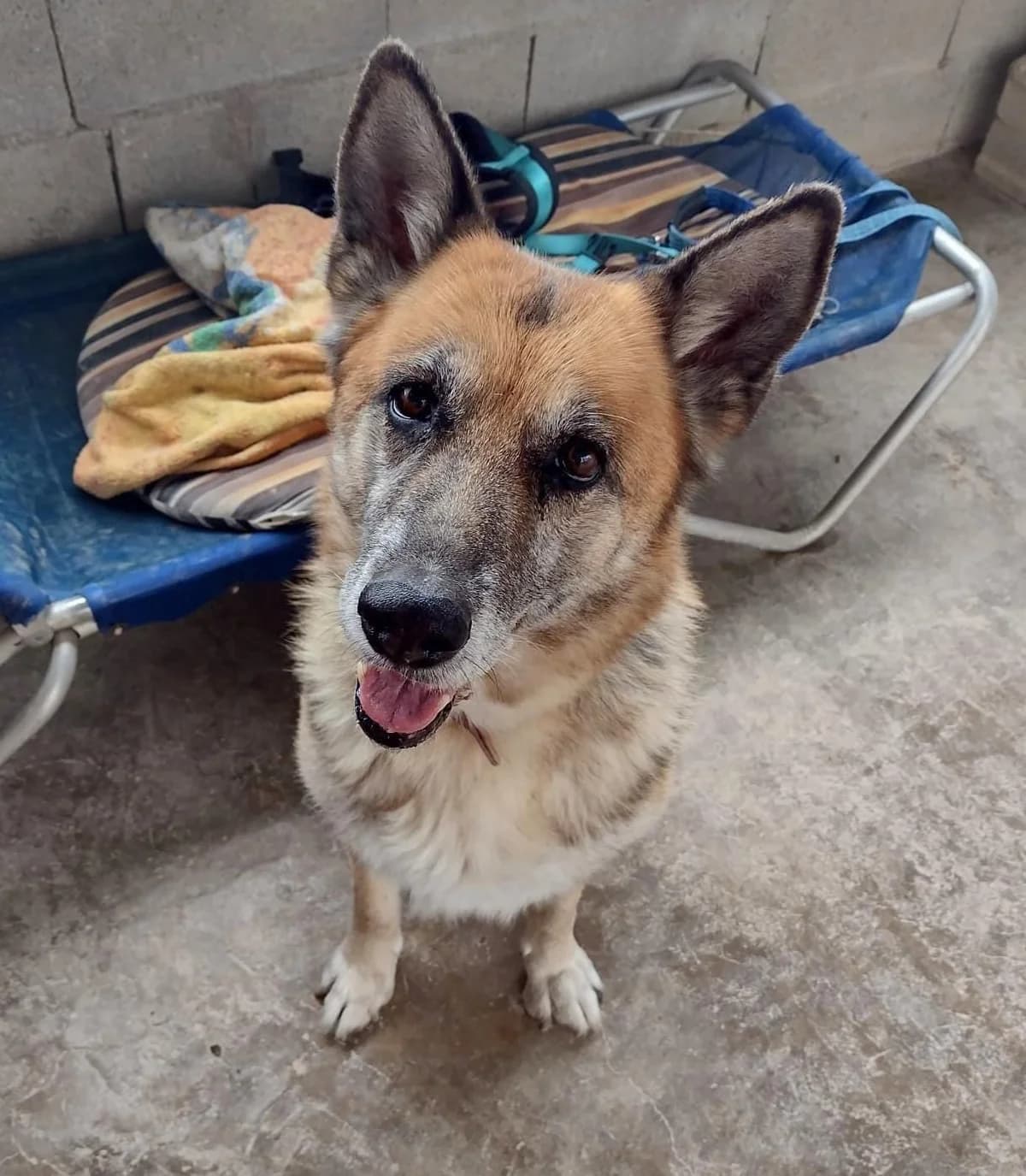GILA, female senior German Shepherd for adoption at Dogs and Friends e.V., Hanau