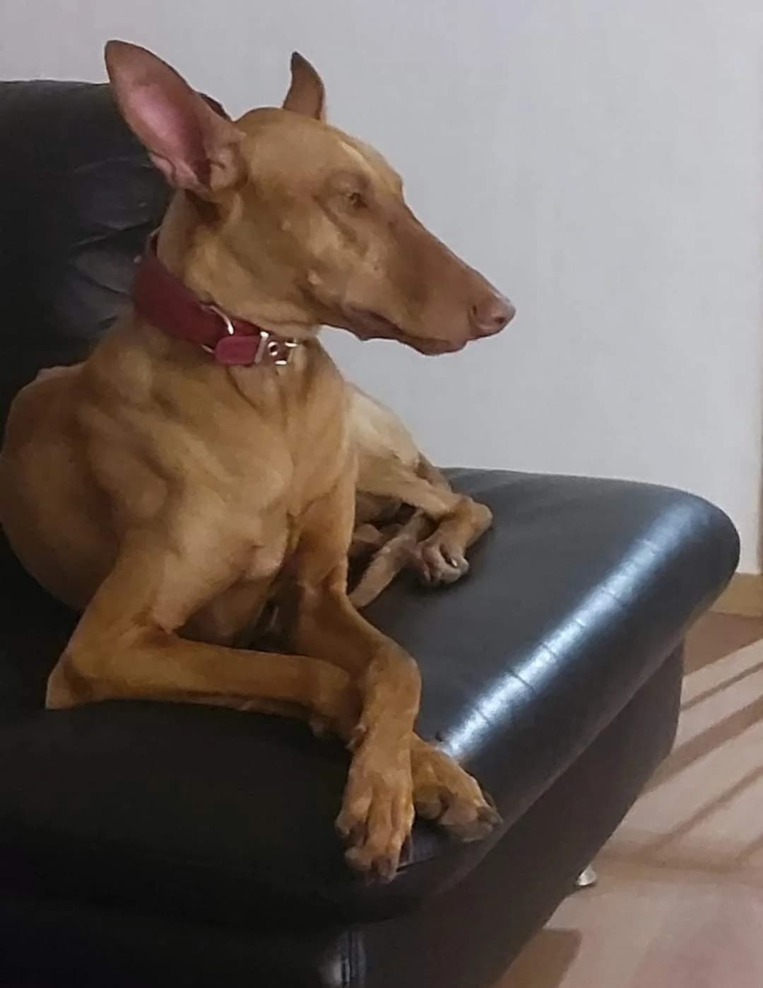 SAIDA, female 7yo Podenco for adoption at Dogs and Friends e.V., Hanau