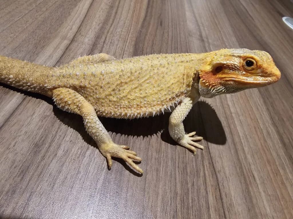 Bartagame, female Mixed Breed for adoption at DragonShelter e.V.