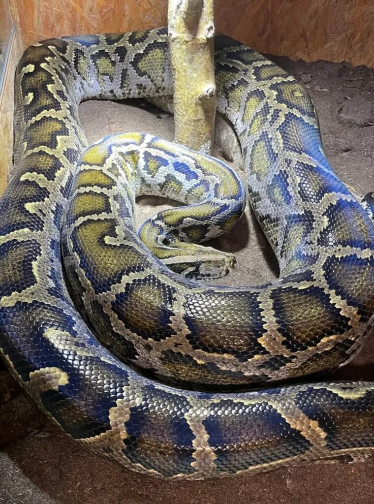 Tigerpython "Werner", male young Mixed Breed for adoption at DragonShelter e.V.