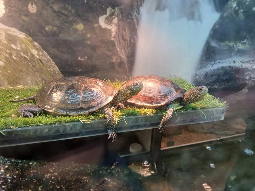 Europäische Sumpfschildkröten, Mixed Breed for adoption at DragonShelter e.V.