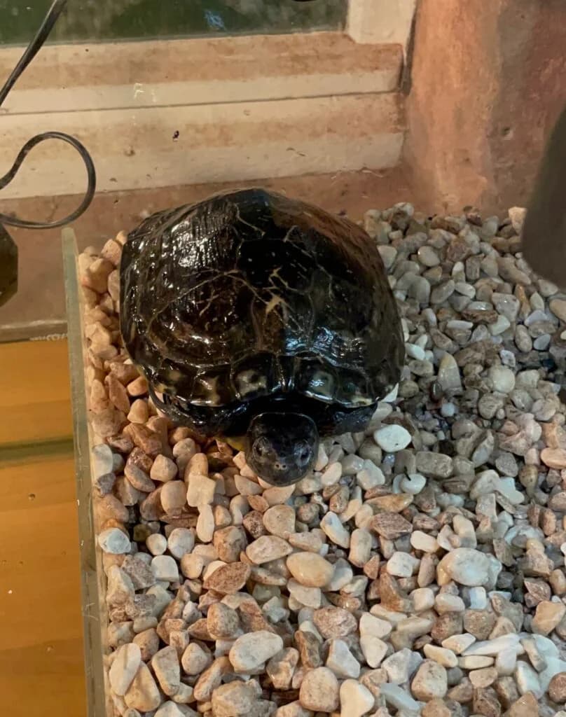 Rote Spitzkopfschildkröte, Mixed Breed for adoption at DragonShelter e.V.
