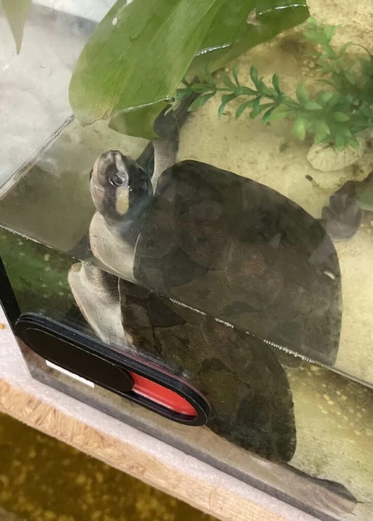 Rote Spitzkopfschildkröte, Mixed Breed for adoption at DragonShelter e.V.