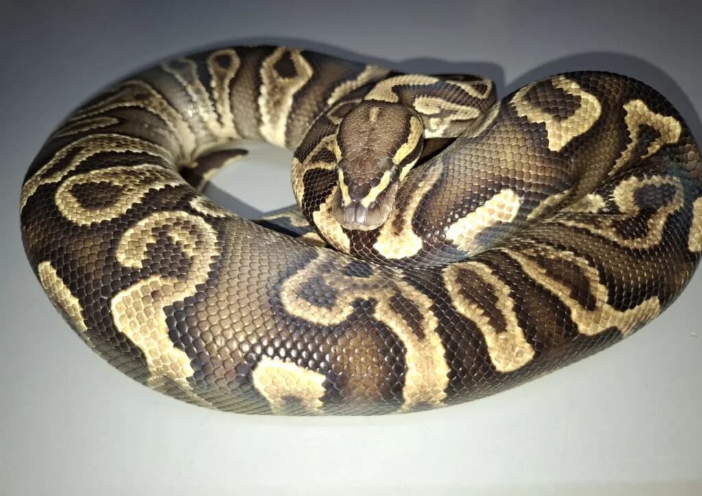 Kornnatter Kastanienfarben, male 6yo Mixed Breed for adoption at DragonShelter e.V.