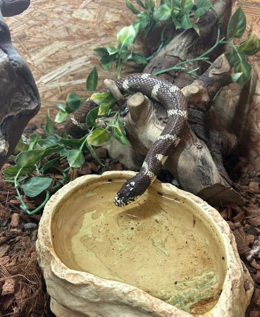Kalifornische Kettennatter "Natalie", female Mixed Breed for adoption at DragonShelter e.V.