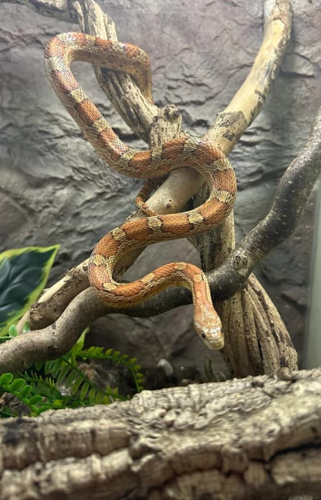 Teppichpython, male 5yo Mixed Breed for adoption at DragonShelter e.V.