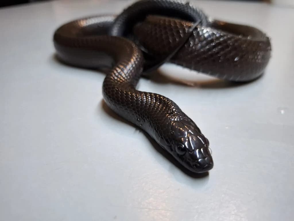 Schwarze Wüstenkettennatter "Aoda", female 6yo Mixed Breed for adoption at DragonShelter e.V.