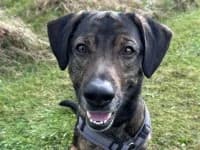 Klaas, male 7yo mixed breed for adoption at Eifelhof Frankenau (BMT)