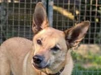 Müsli, male senior Mixed Breed for adoption at Eifelhof Frankenau (BMT)