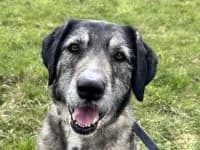 Pantoffel, male senior Mixed Breed for adoption at Eifelhof Frankenau (BMT)