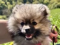 Puffeluff, puppy Pomeranian for adoption at Eifelhof Frankenau (BMT)