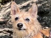 Sammy, male senior mixed breed for adoption at Eifelhof Frankenau (BMT)