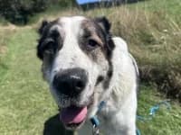 Smilla, senior mixed breed for adoption at Eifelhof Frankenau (BMT)