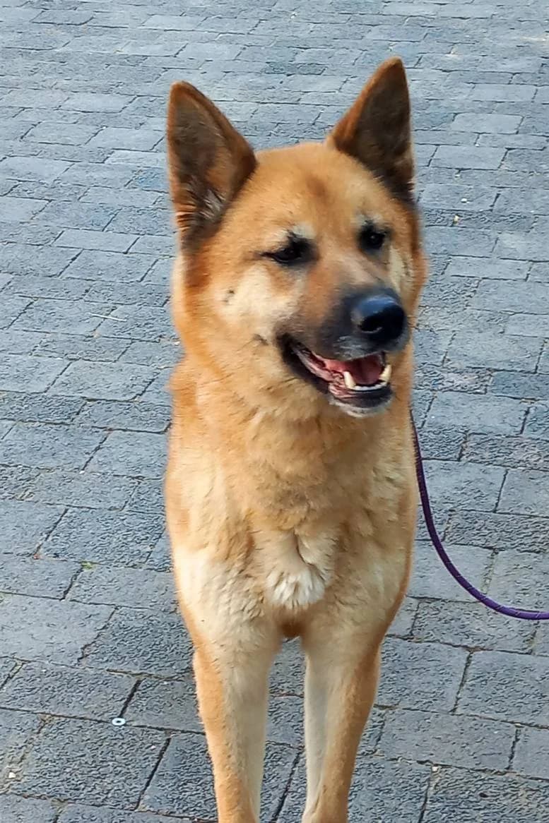 Luna, Akita for adoption at Eifeltierheim Altrich, Altrich