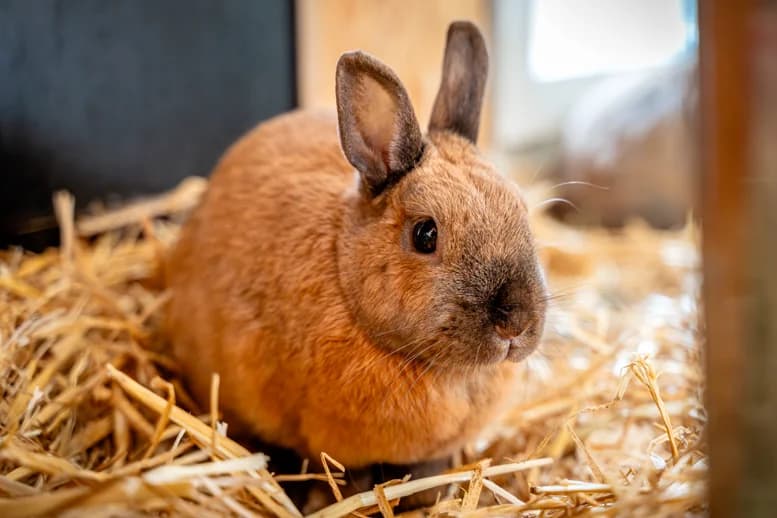 Kaninchen Nala, Mixed Breed for adoption at Eifeltierheim Altrich, Altrich