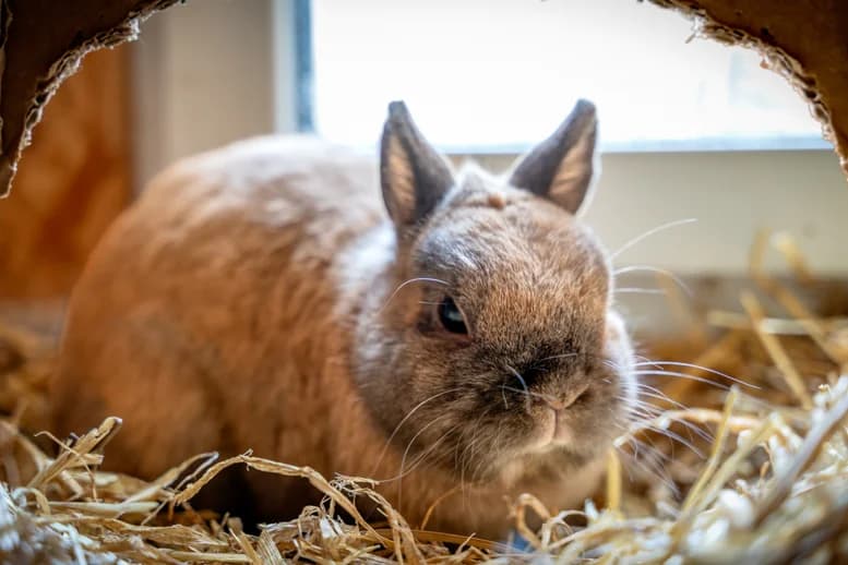 Kaninchen Klopfer, Mixed Breed for adoption at Eifeltierheim Altrich, Altrich
