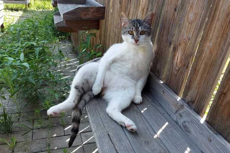 Sheru, Mixed Breed for adoption at Eifeltierheim Altrich, Altrich