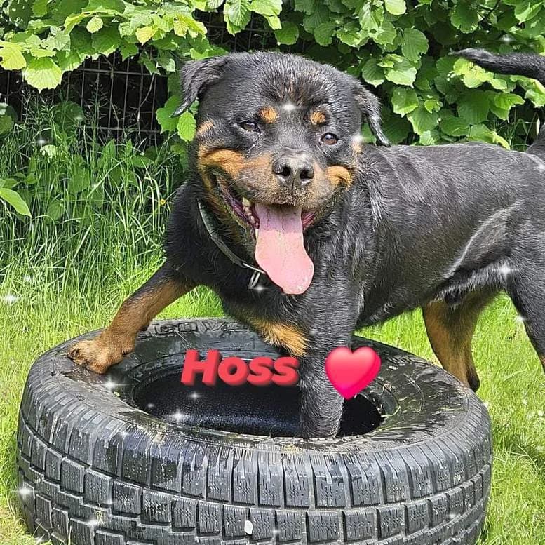 Hoss, Rottweiler for adoption at Eifeltierheim Altrich, Altrich