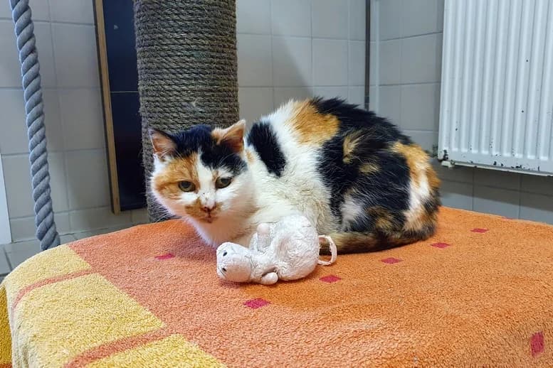 Gisela, Mixed Breed for adoption at Eifeltierheim Altrich, Altrich