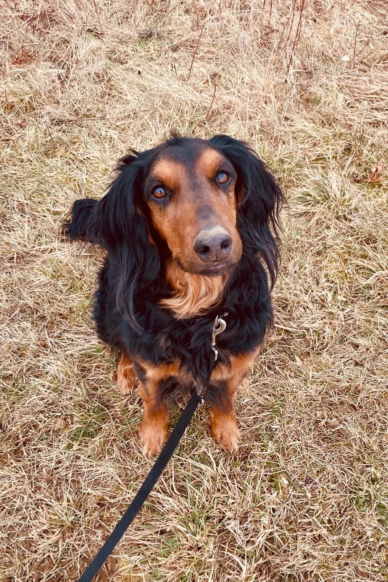 Danny, male senior Mixed Breed for adoption at Eifeltierheim Altrich, Altrich