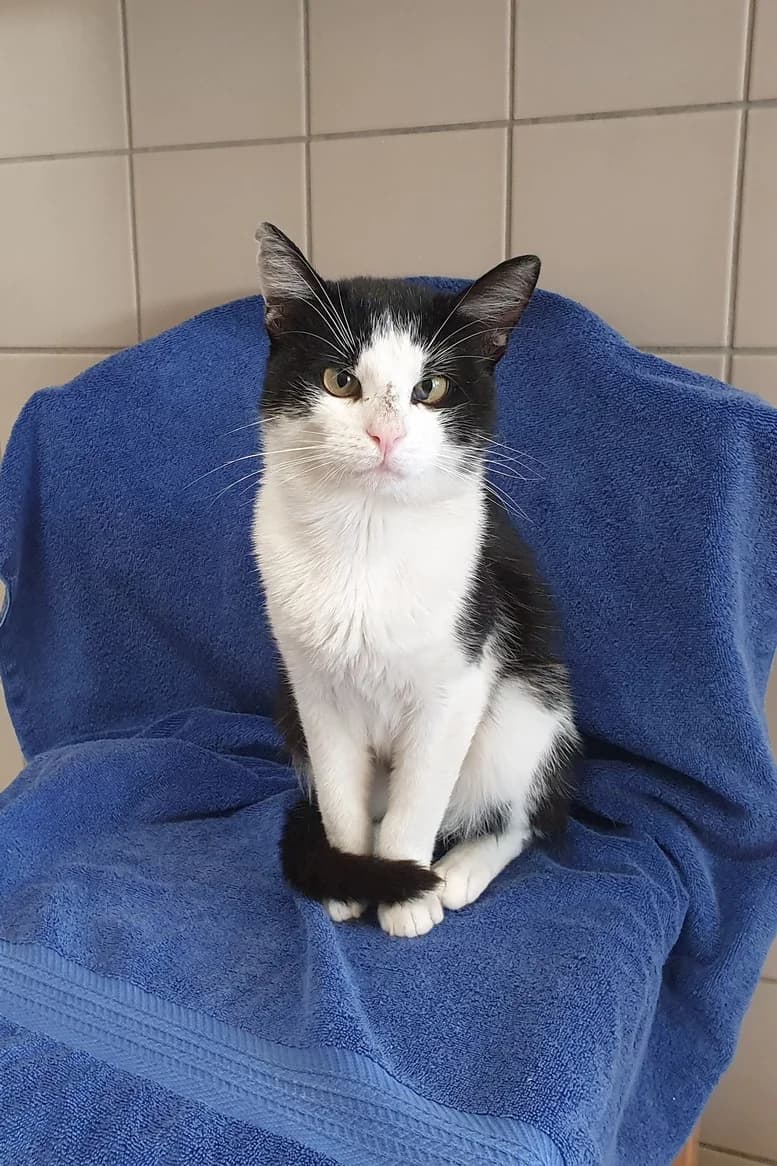 Rocky, Mixed Breed for adoption at Eifeltierheim Altrich, Altrich