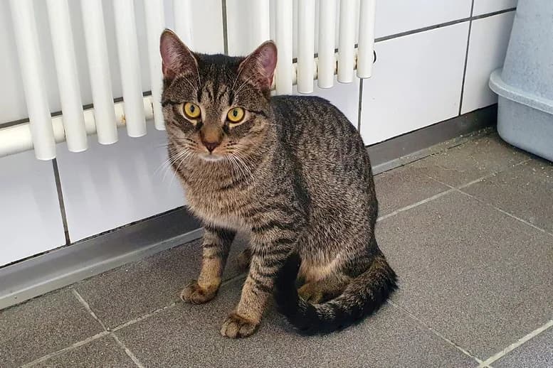 Odin, Mixed Breed for adoption at Eifeltierheim Altrich, Altrich