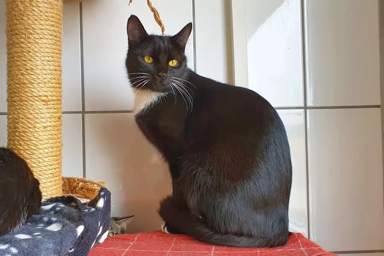 Raya, Mixed Breed for adoption at Eifeltierheim Altrich, Altrich