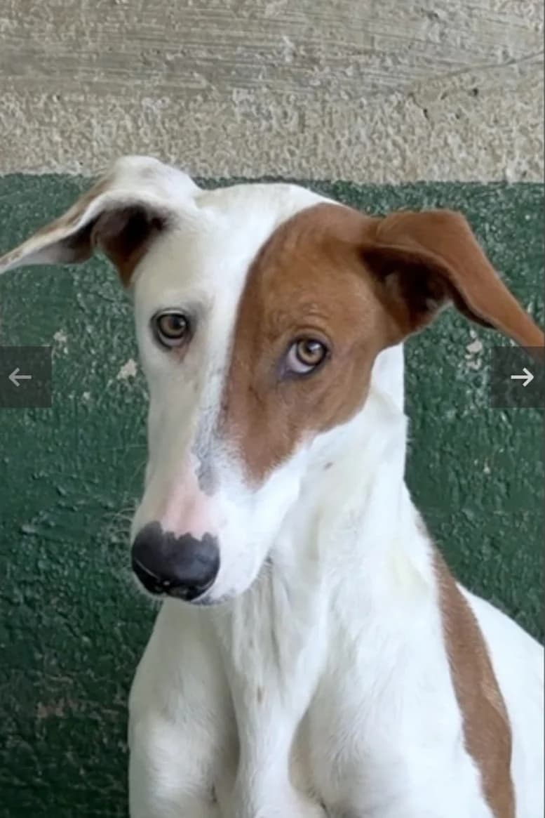 Bady, female Mixed Breed for adoption at Eifeltierheim Altrich, Altrich