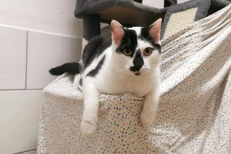 Angus, Mixed Breed for adoption at Eifeltierheim Altrich, Altrich