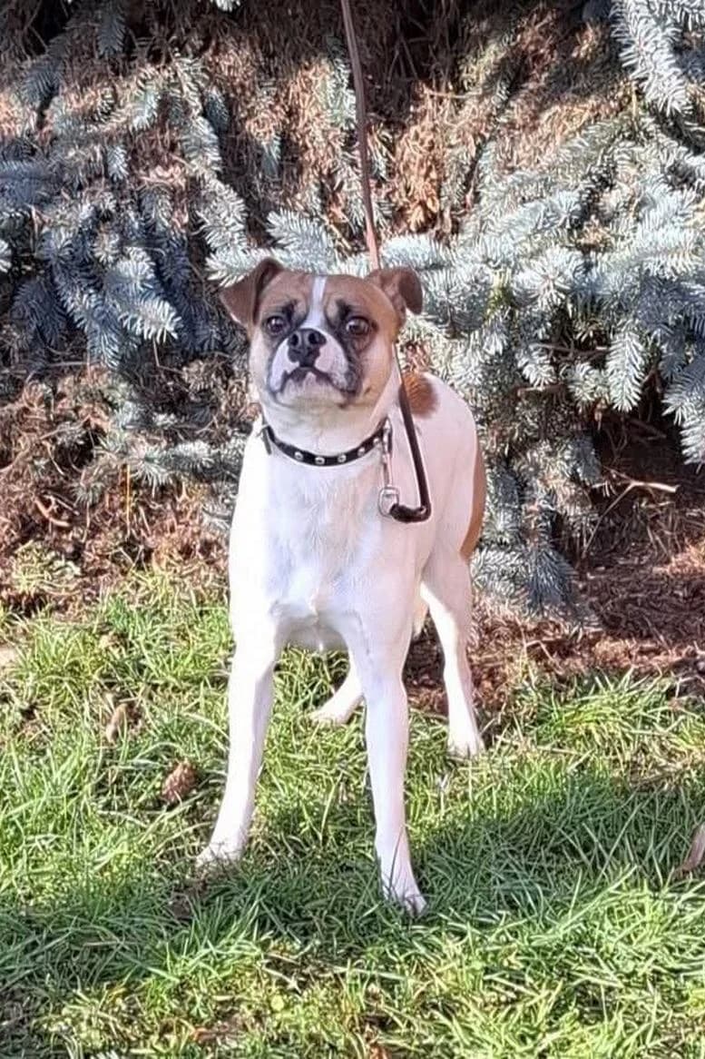 Cooper, 3yo Mixed Breed for adoption at Eifeltierheim Altrich, Altrich