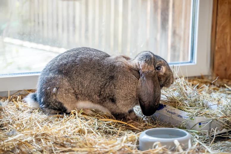 Kaninchen Margerite, Mixed Breed for adoption at Eifeltierheim Altrich, Altrich