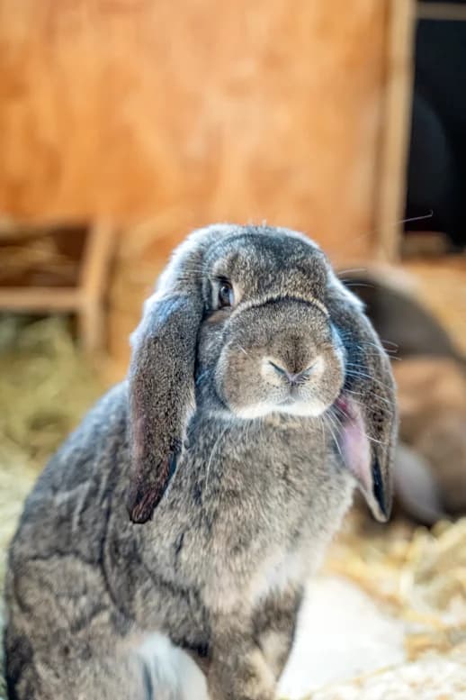 Kaninchen Pusteblume, Mixed Breed for adoption at Eifeltierheim Altrich, Altrich