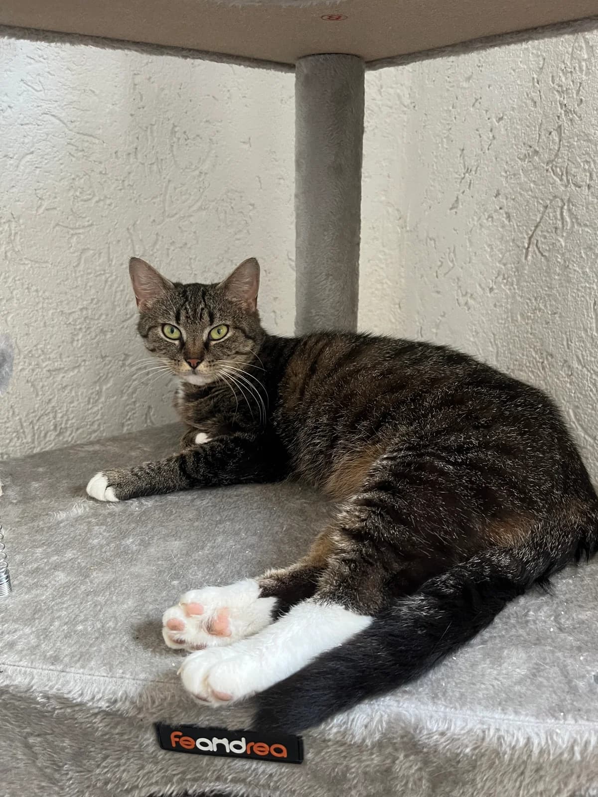 Lia, female 3yo Mixed Breed for adoption at Eifeltierheim Altrich, Altrich
