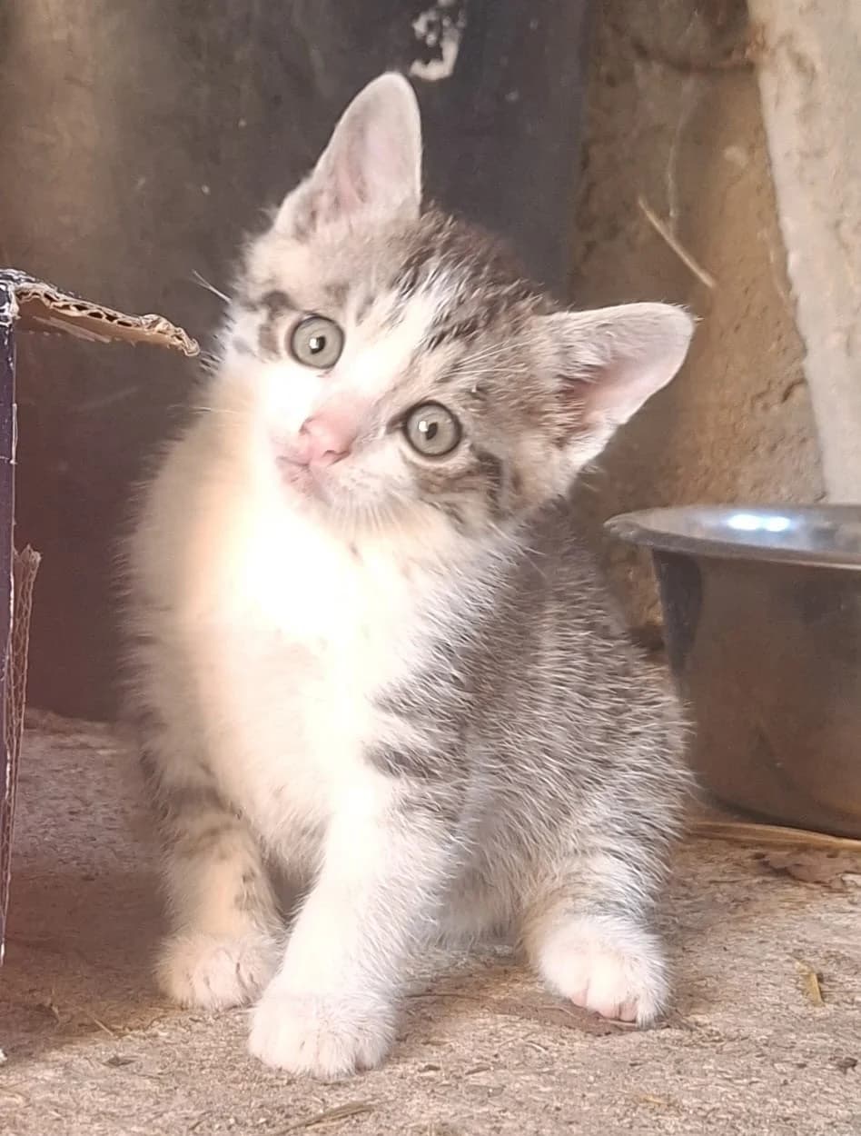 One, Peach, Perle, Pauline, Poldi und Pittchen, young Mixed Breed for adoption at Eifeltierheim Altrich, Altrich