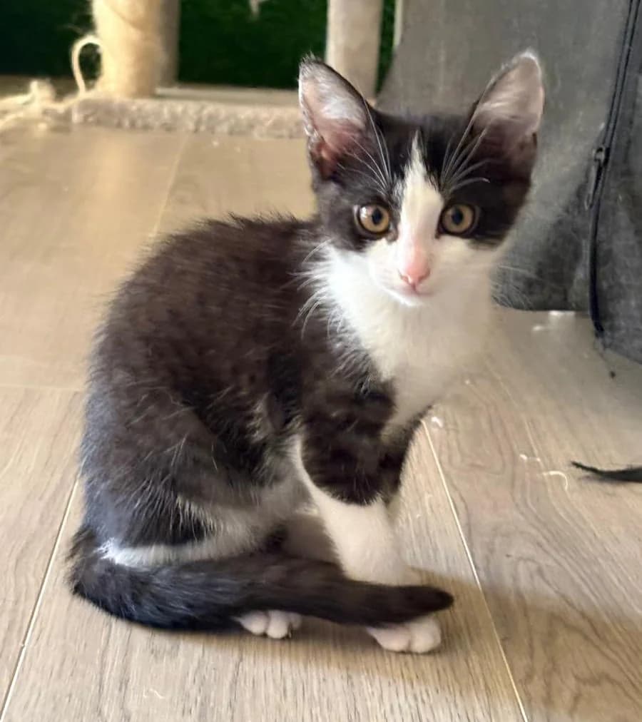 One und Fee, young Mixed Breed for adoption at Eifeltierheim Altrich, Altrich
