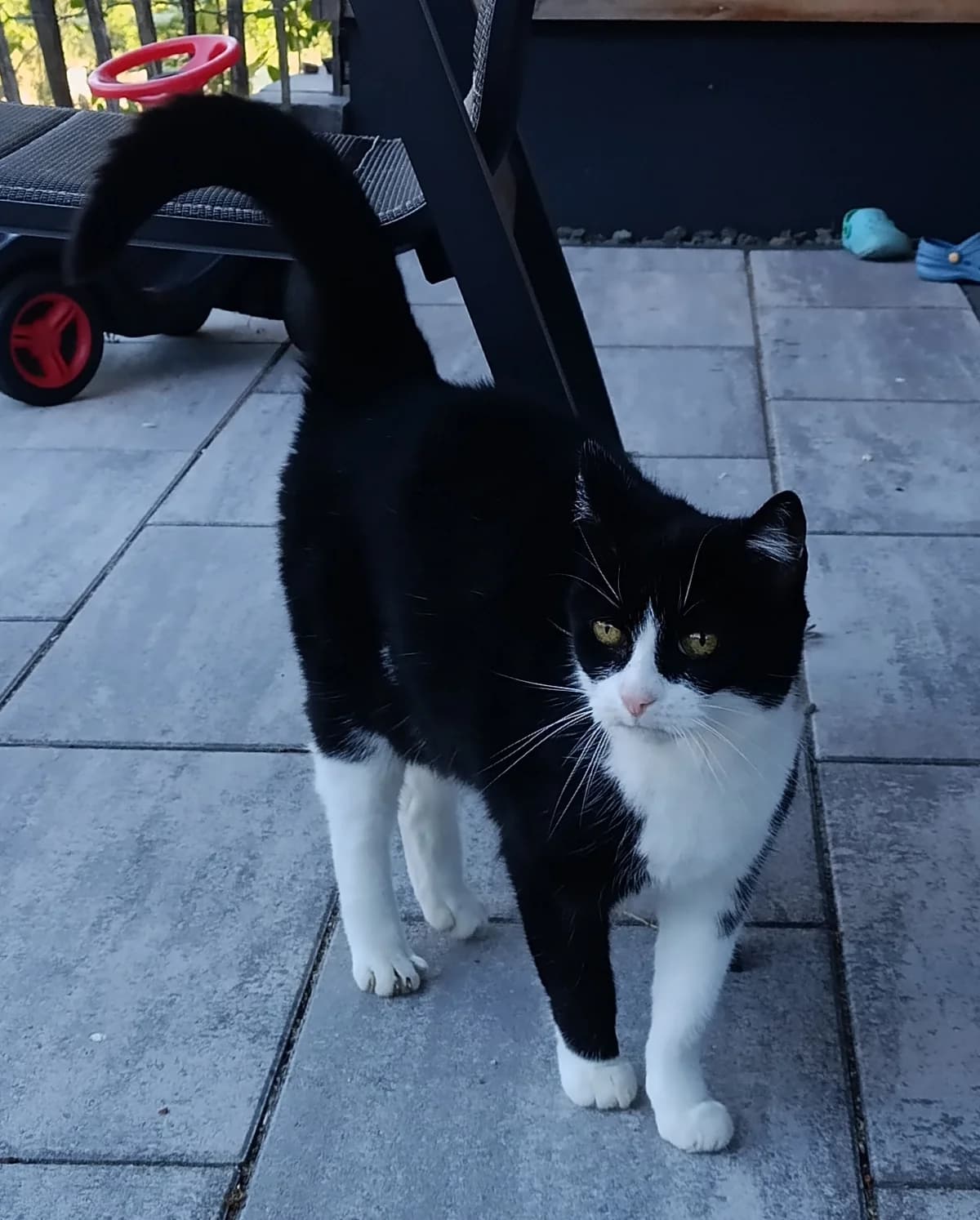 Melli-Jupp, female 4yo Mixed Breed for adoption at Eifeltierheim Altrich, Altrich