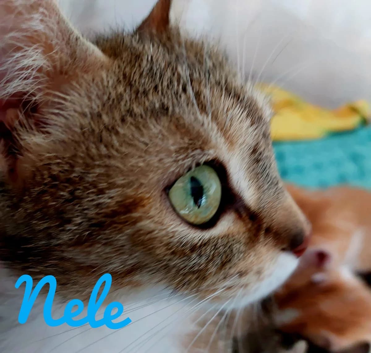 Nele und Kids, female Mixed Breed for adoption at Eifeltierheim Altrich, Altrich