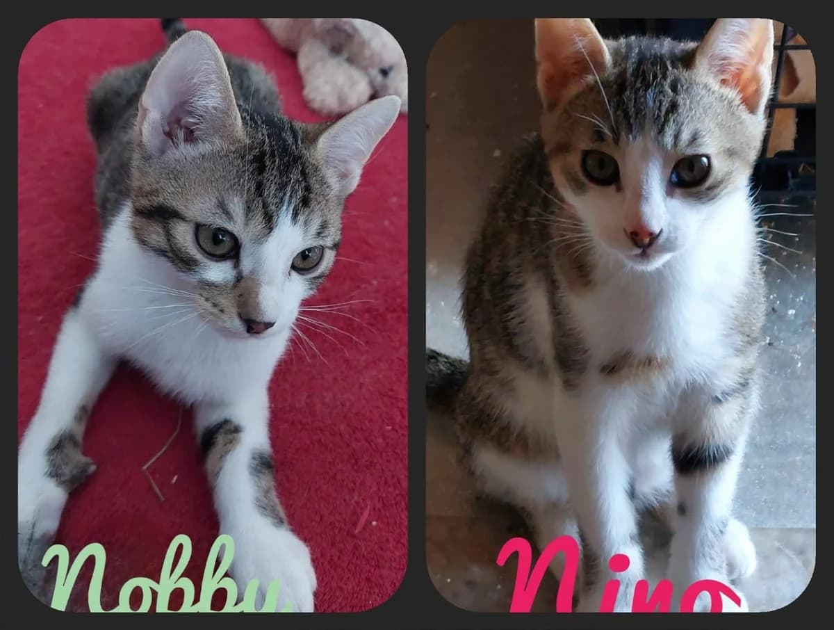 Nino und, Mixed Breed for adoption at Eifeltierheim Altrich, Altrich