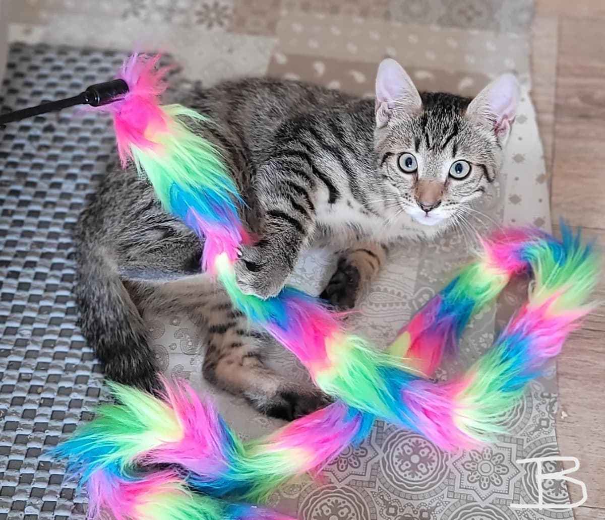 Die Zauberlehrlinge, male Mixed Breed for adoption at Eifeltierheim Altrich, Altrich