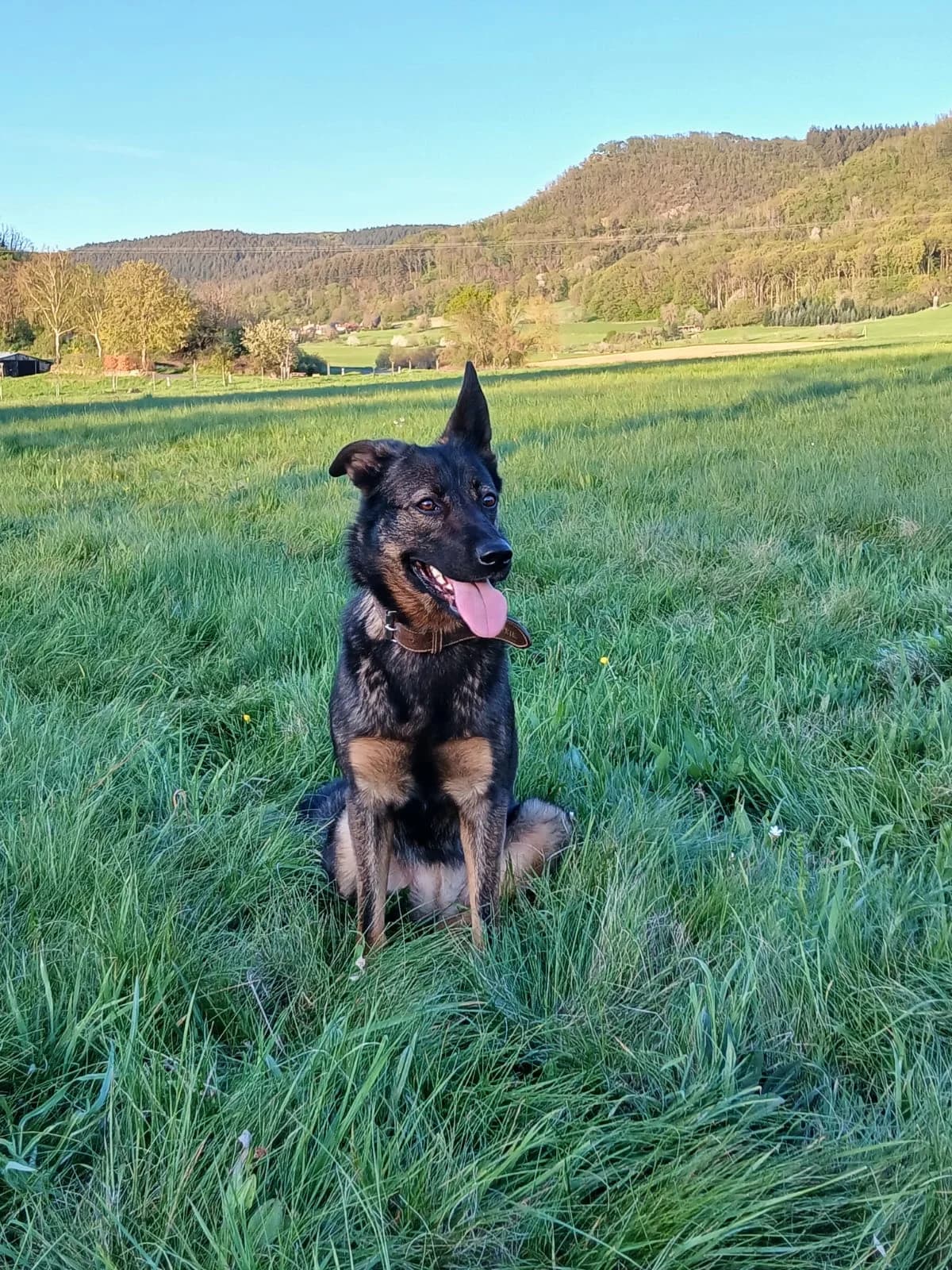 Hope, female Mixed Breed for adoption at Eifeltierheim Altrich, Altrich