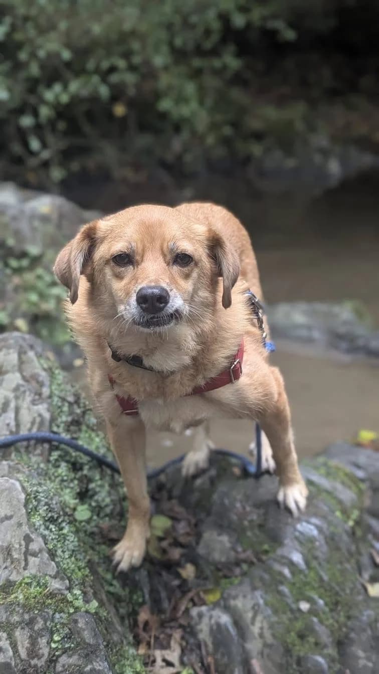 Eyla, female Mixed Breed for adoption at Eifeltierheim Altrich, Altrich