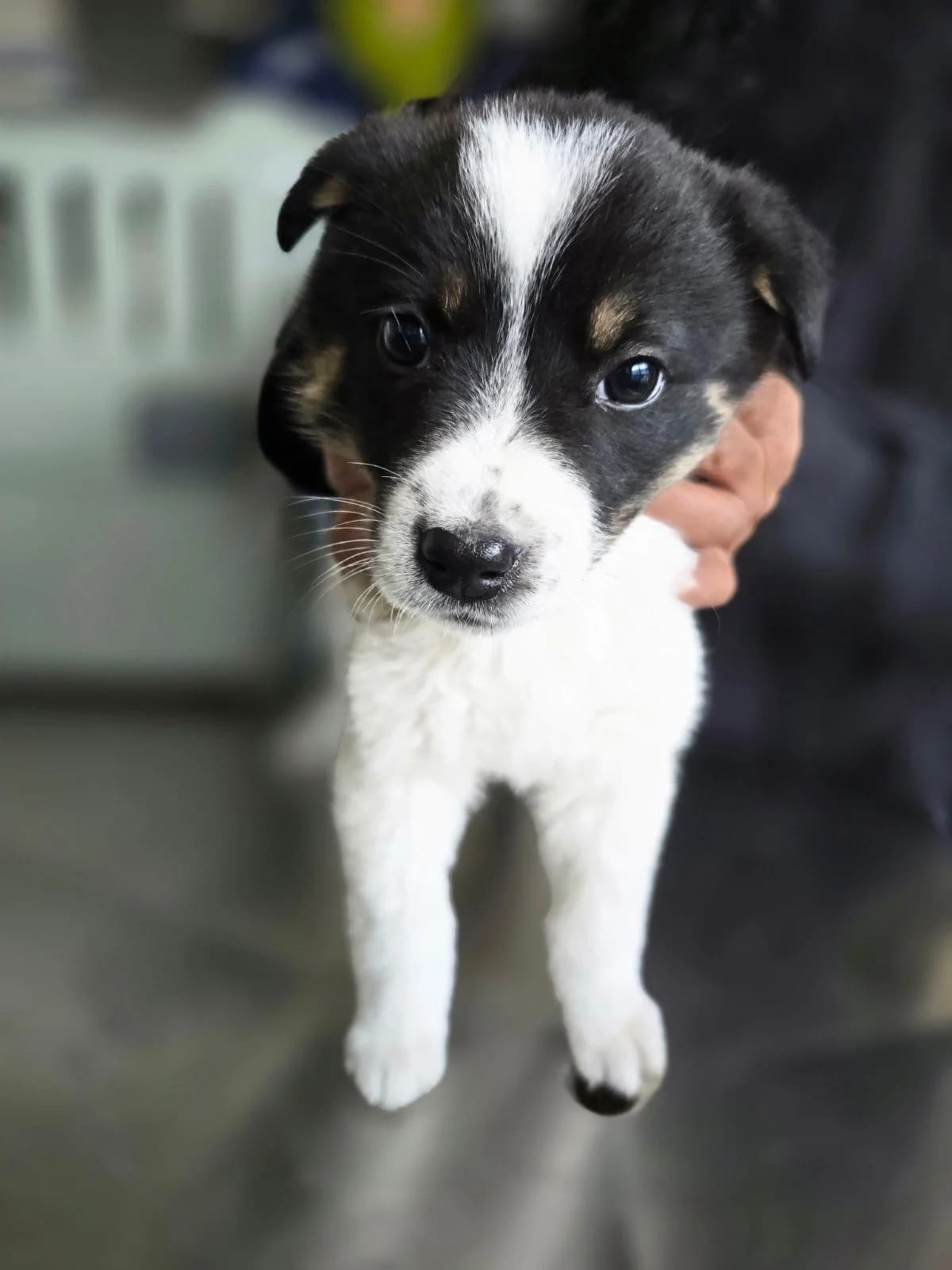 Abby, female puppy Mixed Breed for adoption at Ein Freund fürs Leben e.V., Berlin
