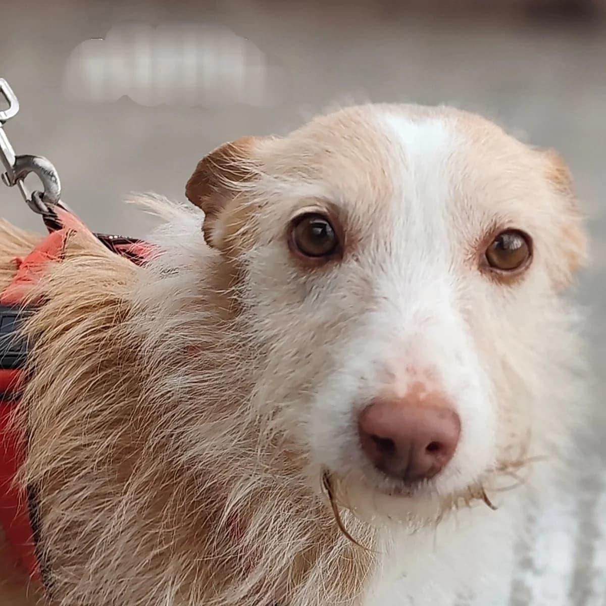 Abril, female young Mixed Breed for adoption at Ein Freund fürs Leben e.V., Berlin