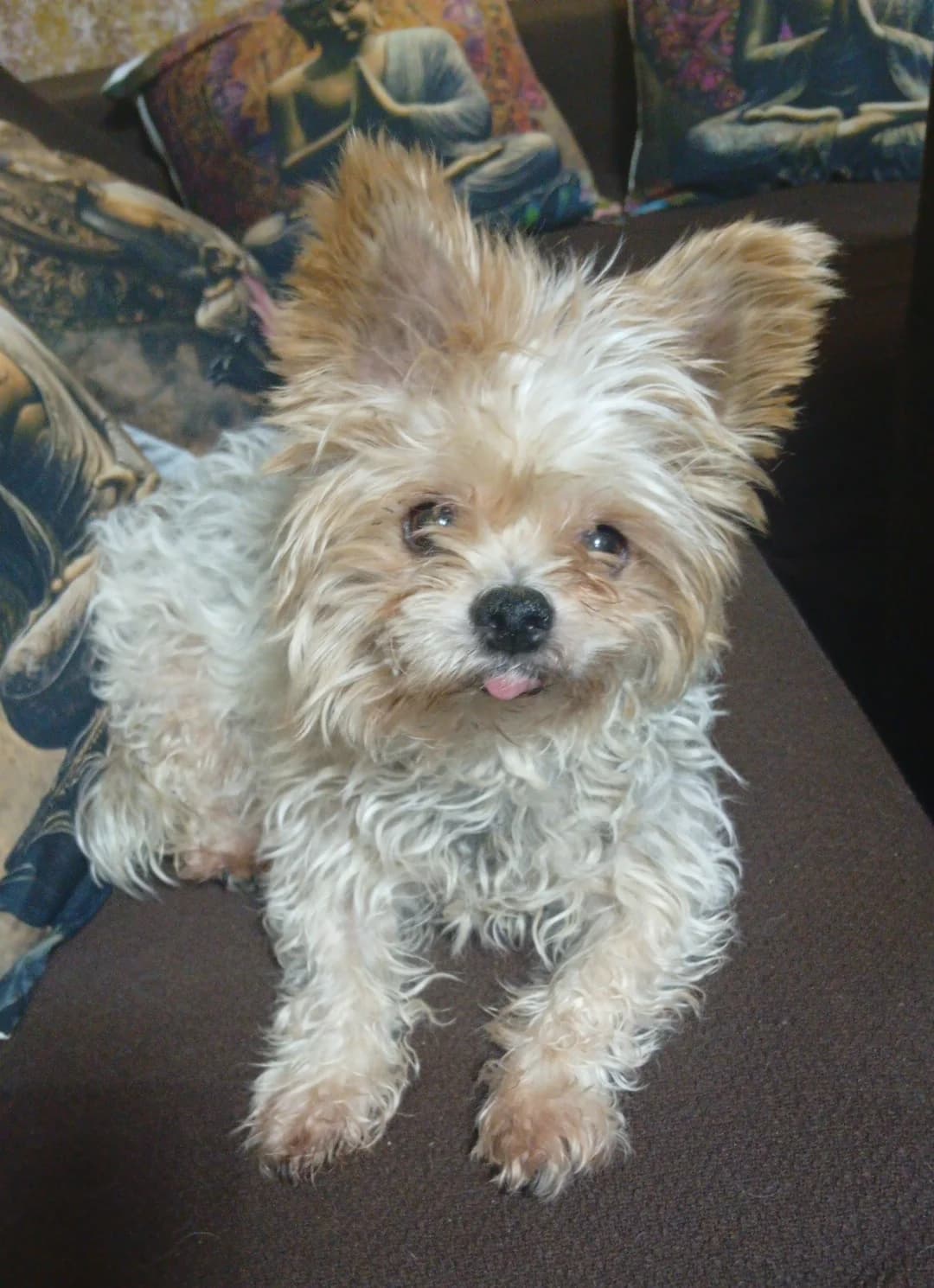 Adela, female 7yo Mixed Breed for adoption at Ein Freund fürs Leben e.V., Berlin