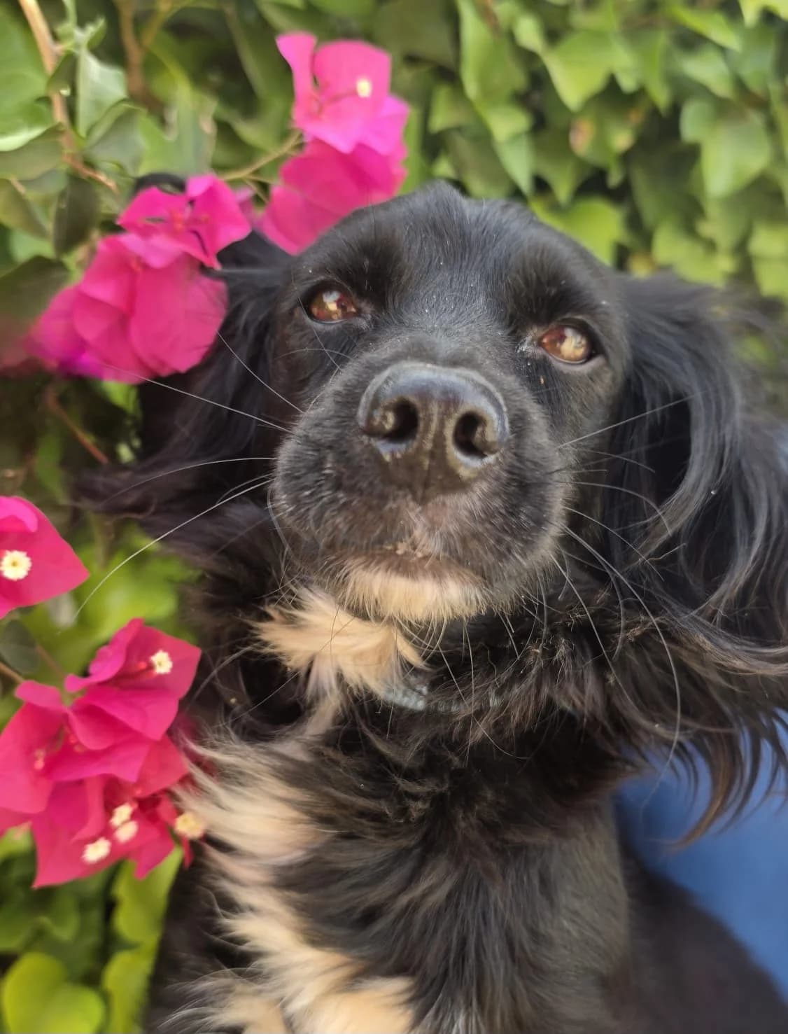 Africa, female 3yo Mixed Breed for adoption at Ein Freund fürs Leben e.V., Berlin