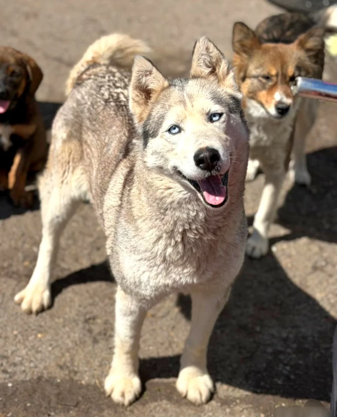 Akira, female young Mixed Breed for adoption at Ein Freund fürs Leben e.V., Berlin