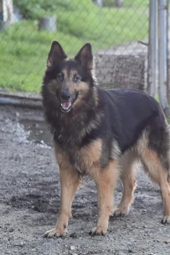 Alexa, female 5yo Mixed Breed for adoption at Ein Freund fürs Leben e.V., Berlin